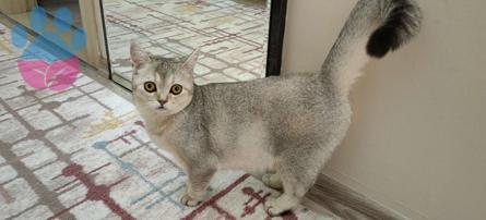 British Shorthair Silver Kızıma Eş Arıyorum