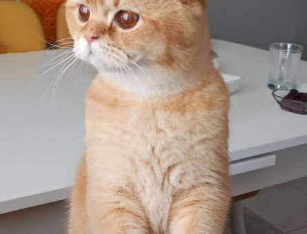 British Shorthair Erkek Kedime Eş Arıyorum