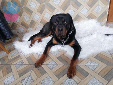 Rottweiler 2.5 Yaşında Köpeğime Eş Arıyorum