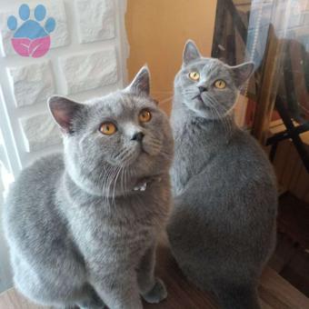 British Shorthair 13 Aylık Kedime Eş Arıyorum