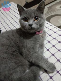 British Shorthair Kızıma Eş Arıyorum