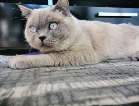 British Shorthair Safkan Oğlumuza Eş Arıyoruz