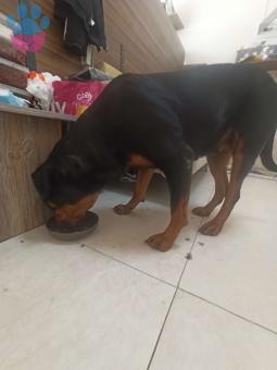 Rottweiler 3 Yaşında Kedime Eş Arıyorum