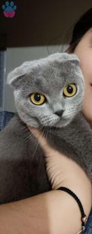 Scottish Fold 1 Yaşındaki Kızıma Eş Arıyorum