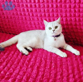 British Shorthair Prensesime Eş Arıyorum