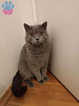 British Shorthair Oğlumuza Gelin Arıyoruz