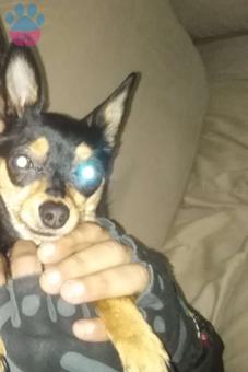 Chihuahua Kızıma Eş Arıyorum 2 Yaşında