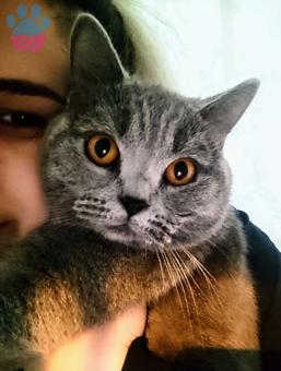 British Shorthair Oğluma Eş Arıyorum