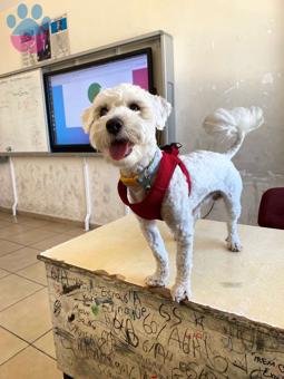 Maltese Terrier Efe&#8217;ye Eş Arıyorum