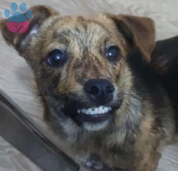 Jack Russell Köpeğime Eş Arıyorum