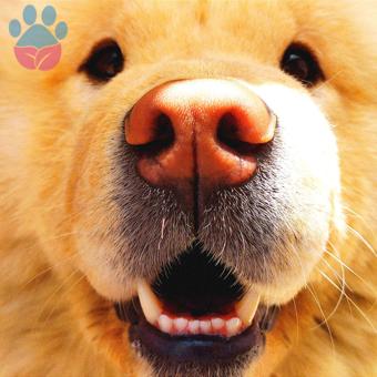 Chow Chow 1 Yaşında Köpeğime Eş Arıyorum