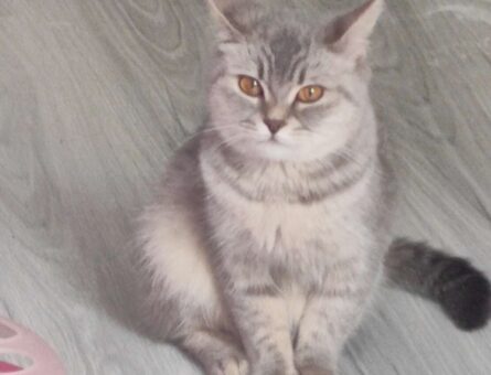 British Shorthair 1 Yaşında Kızıma Eş Arıyorum