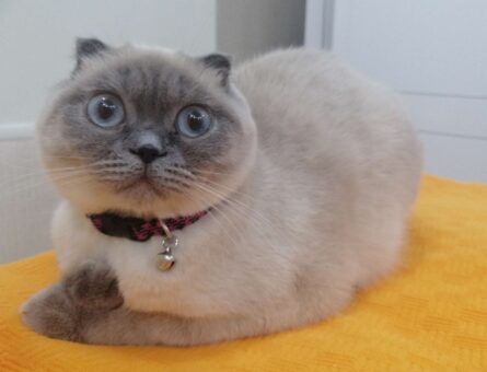 Scottish Fold Melodi Eş Arıyor