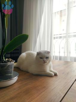 Scottish Fold Kedime Eş Arıyorum