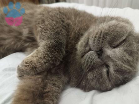 British Shorthair 1.5 Yaşında Kedime Eş Arıyorum