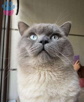 British Shorthair Oscar Oğlum 2 Yaşında