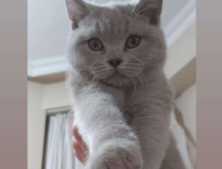 British Shorthair Dişi Kedim Eş Arıyor