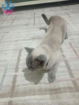 British Shorthair 1 Yaşında Kedime Eş Arıyorum