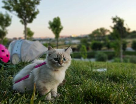 British Shorthair Bluepoint Kedime Eş Arıyorum