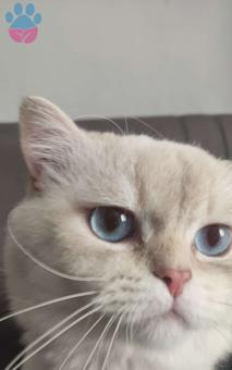 British Shorthair Herakles Aktif Tecrübeli