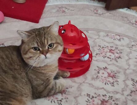 British Shorthair 1 Yaşında Oğluma Eş Arıyorum