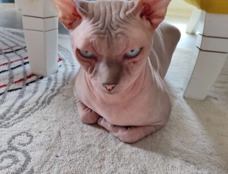 Sphynx Kaplan Oğluma Eş Arıyorum