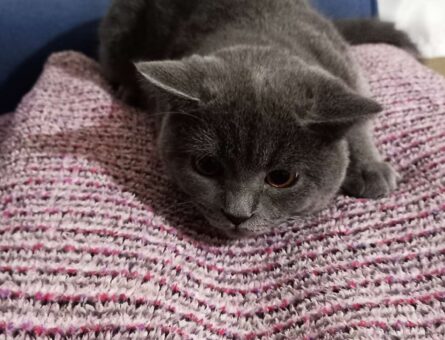 British Shorthair 11 Aylık Fiko Eş Arıyor