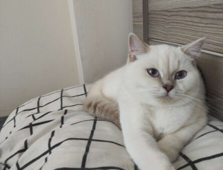 British Shorthair Bluepoint Kızıma Eş Arıyorum