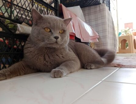 British Shorthair Kedime Dişi Eş Arıyoruz