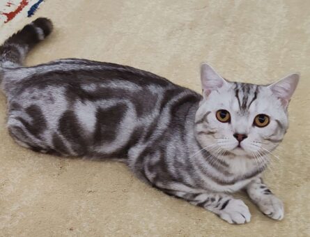 British Shorthair 1 Yaşında Oğlum Eş Arıyor