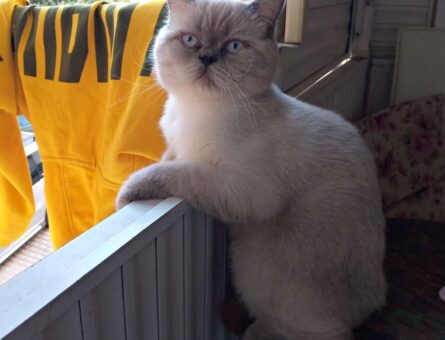 Exotic Shorthair Aşıları Tam Kızgınlıkta