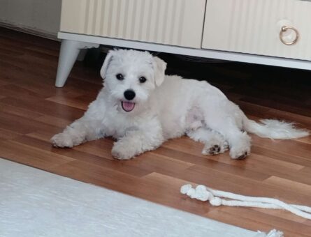 Maltese Terrier Erkek Köpeğime Eş Arıyorum