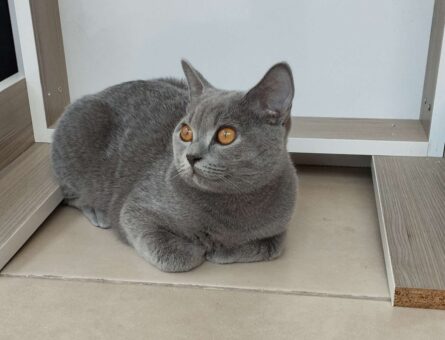 British Shorthair Kızgınlık Dönemindeki Oğlumuza Eş Arıyoruz