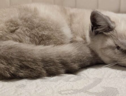 British Shorthair 8 Aylık Kızım Eş Arıyor