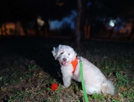 Maltese Terrier Kızıma Eş Arıyoruz