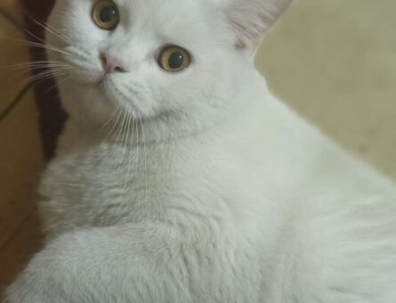 British Shorthair Kızımıza Eş Adayı Arıyoruz