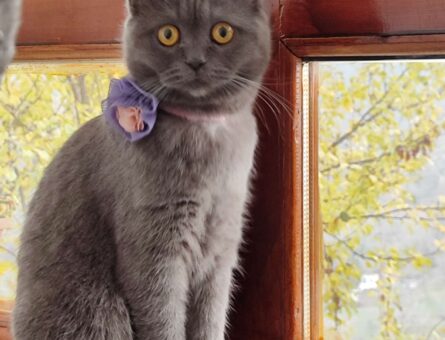 British Shorthair 1 Yaşında Kızgınlıkta Eş Arıyorum