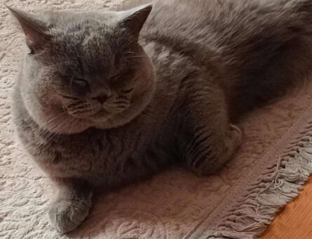 British Shorthair Bal Oğlumuza Eş Arıyorum