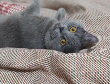 British Shorthair 1 Yaşında Oğluma Aynı Cins Yavru Arıyorum