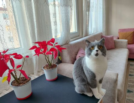 British Shorthair Bicolour Oğlumuza Dişi Eş Arıyoruz Cins farketmez