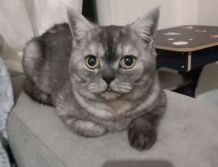 British Shorthair Müdür Bey Eş Arıyor