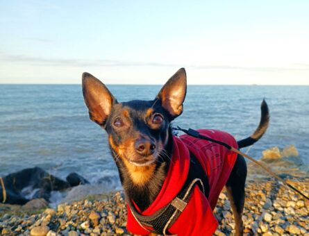 Minyatür Pinscher Köpeğime Eş Arıyorum 2,5 Yaşında