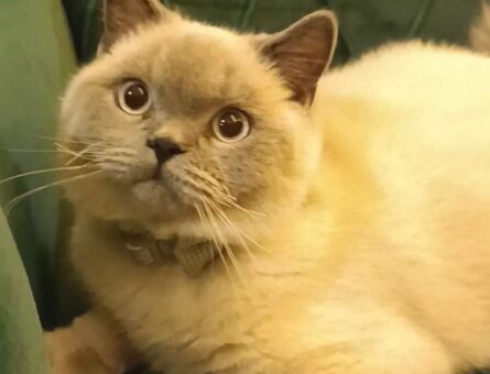 British Shorthair 8 Aylık Kedim Eş Arıyor