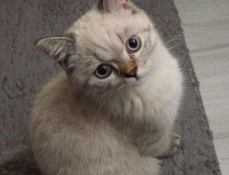 British Shorthair Aşıları Tam Eş arıyorum