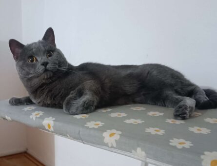 British Shorthair Pablo Eş Arıyor