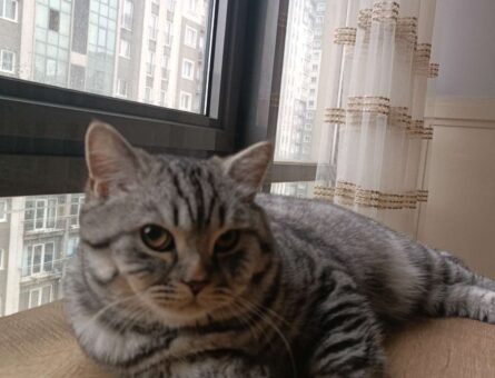 British Shorthair Tabby Yakışıklısı Oğluma Eş Arıyorum