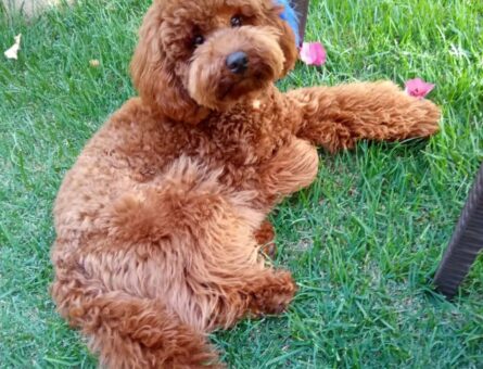 Red Brown Toy Poodle Köpeğime Eş Arıyorum