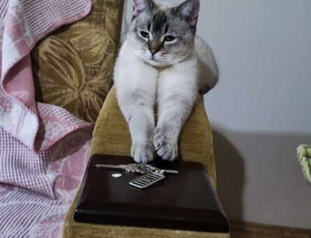 British Shorthair Tarçına Eş Arıyorum