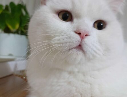 British Shorthair Oğluma Eş Arıyorum