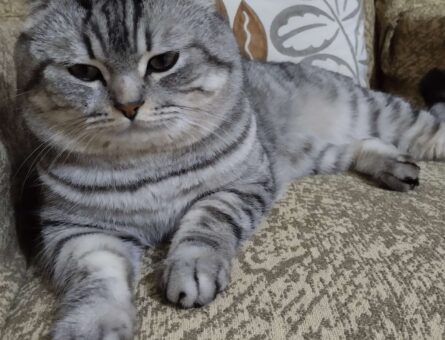 British Shorthair 1 Yaşında Kedim Eş Arıyor